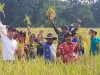 Panen Raya Padi Rojo Lele Srinuk, Gakpoktan Sari Bumi Prawatan Gelar Acara Wiwit dan Ubin Panen Padi