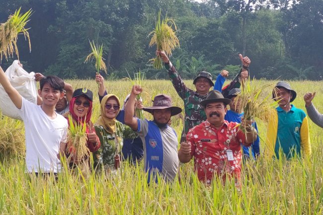 Panen Raya Padi Rojo Lele Srinuk, Gakpoktan Sari Bumi Prawatan Gelar Acara Wiwit dan Ubin Panen Padi