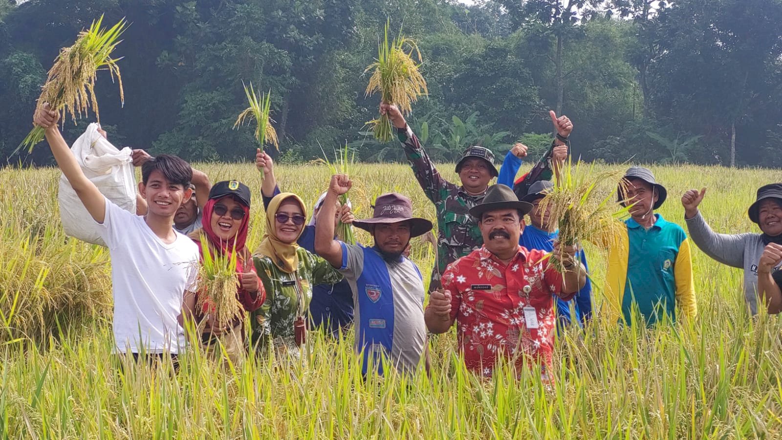 Panen Raya Padi Rojo Lele Srinuk, Gakpoktan Sari Bumi Prawatan Gelar Acara Wiwit dan Ubin Panen Padi